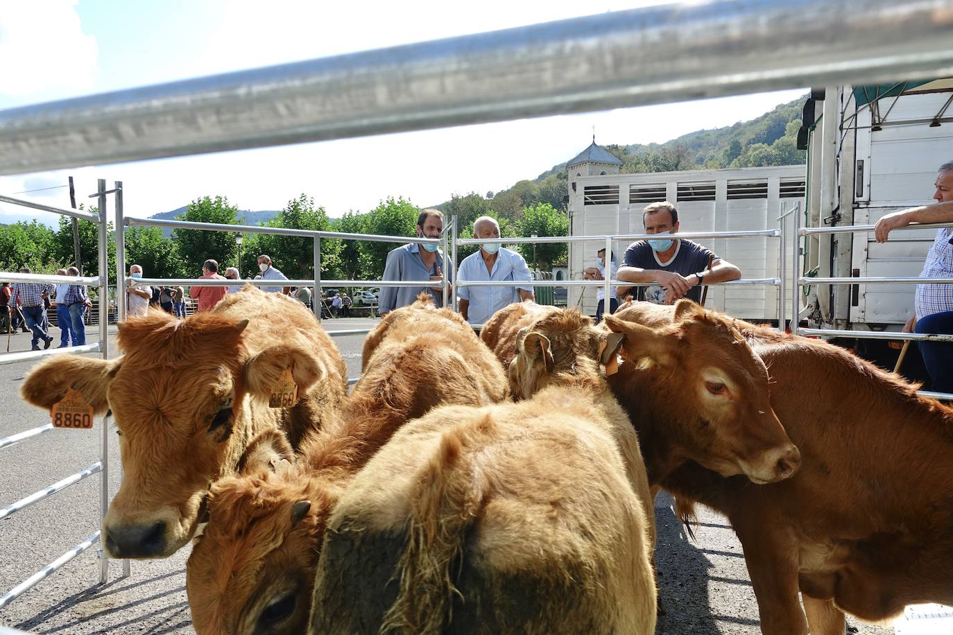 La feria de San Mateo, en Benia de Onís, inauguró este lunes la temporada 'post covid' de unas de las citas más esperadas por parte de los ganaderos de la zona. Lamentaron la caída de demanda y de precios en una jornada con apenas un centenar de animales.