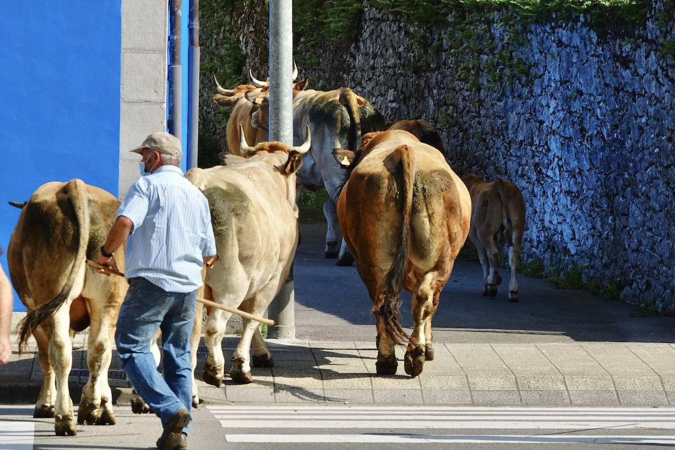 La feria de San Mateo, en Benia de Onís, inauguró este lunes la temporada 'post covid' de unas de las citas más esperadas por parte de los ganaderos de la zona. Lamentaron la caída de demanda y de precios en una jornada con apenas un centenar de animales.