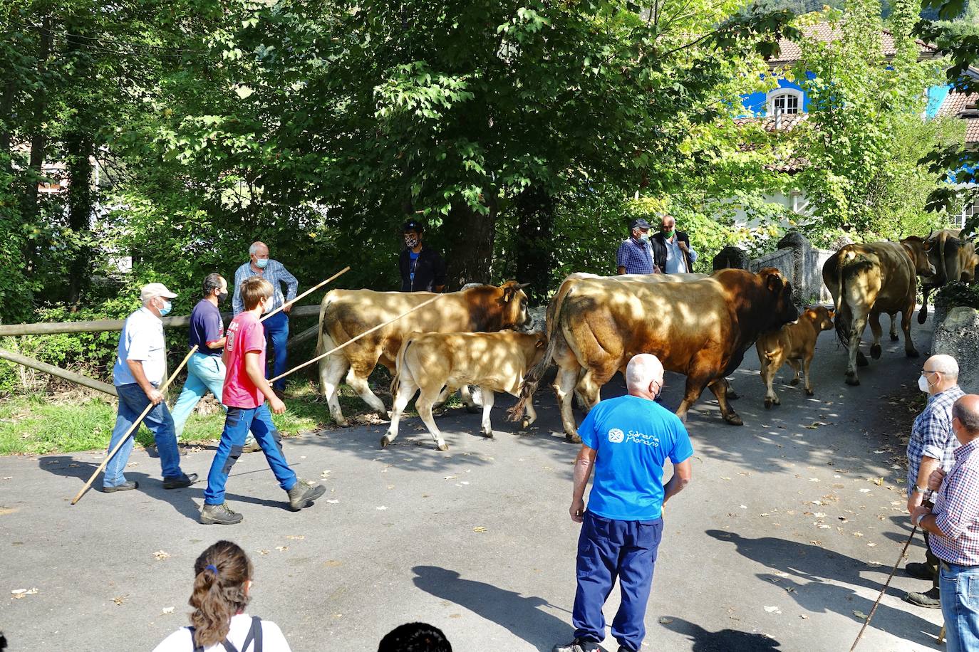 La feria de San Mateo, en Benia de Onís, inauguró este lunes la temporada 'post covid' de unas de las citas más esperadas por parte de los ganaderos de la zona. Lamentaron la caída de demanda y de precios en una jornada con apenas un centenar de animales.