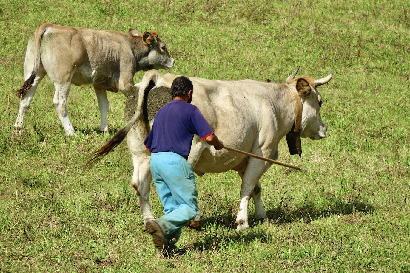 La feria de San Mateo, en Benia de Onís, inauguró este lunes la temporada 'post covid' de unas de las citas más esperadas por parte de los ganaderos de la zona. Lamentaron la caída de demanda y de precios en una jornada con apenas un centenar de animales.