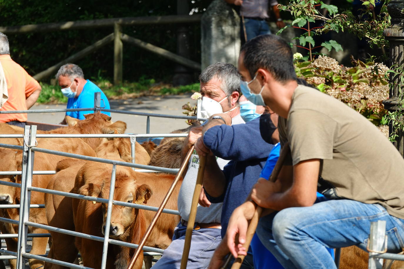 La feria de San Mateo, en Benia de Onís, inauguró este lunes la temporada 'post covid' de unas de las citas más esperadas por parte de los ganaderos de la zona. Lamentaron la caída de demanda y de precios en una jornada con apenas un centenar de animales.