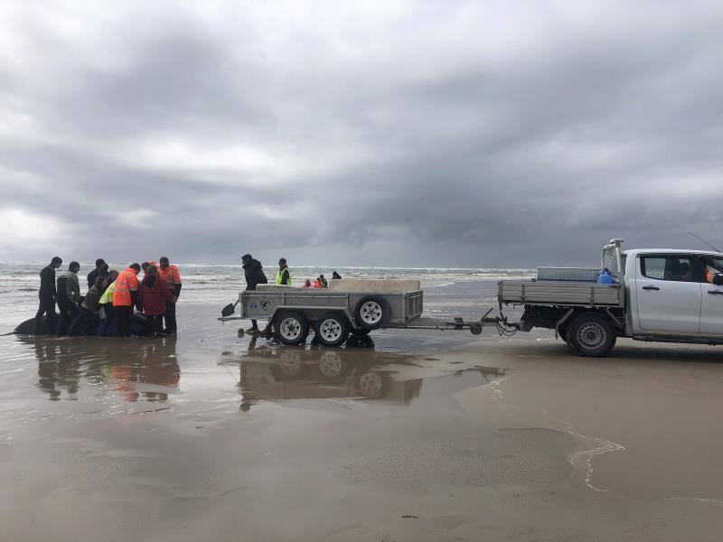 Se trata del grupo de unas 200 ballenas piloto que se han quedado varadas en la costa occidental de la isla de Tasmania, después de que las autoridades australianas iniciaran un operación para rescatar a otras 270 varadas el lunes. Los miembros de los equipos de rescate han especificado que este nuevo grupo se ha hallado durante la mañana de este miércoles a unos 7 kilómetros al sur de la ubicación en la que quedaron varadas las otras ballenas, Macquarie Harbour. La bióloga de fauna silvestre del Programa de Conservación Marina Kris Carlyon ha lamentado que es el mayor número de ballenas varadas registrado en Tasmania. Asimismo, ha descrito la situación como «de confrontación», asegurando que puede oírse a las ballenas llamándose unas a otras en señal de socorro.