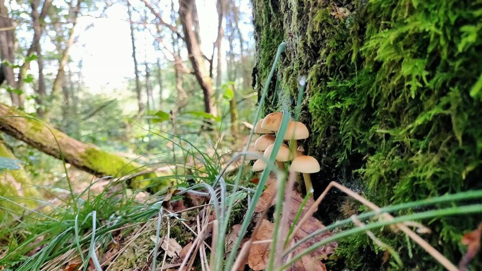 Fotos: Un paseo otoñal hasta el Picu Castiello