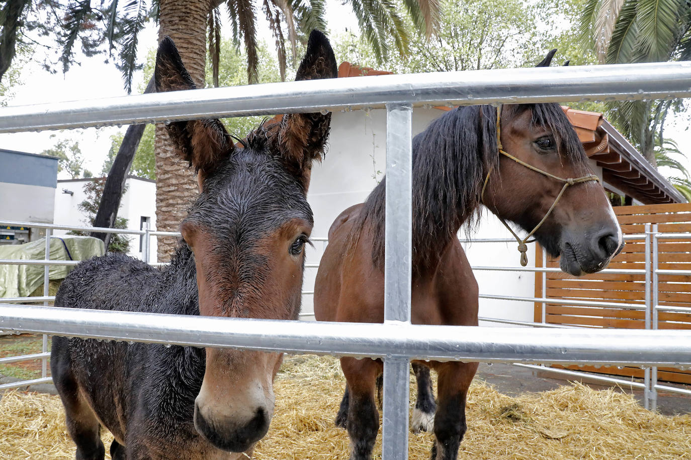 En esta 34 edición se cuenta con un novedoso sistema de control epidemiológico que posibilita el conocimiento y control de los visitantes y de su entorno