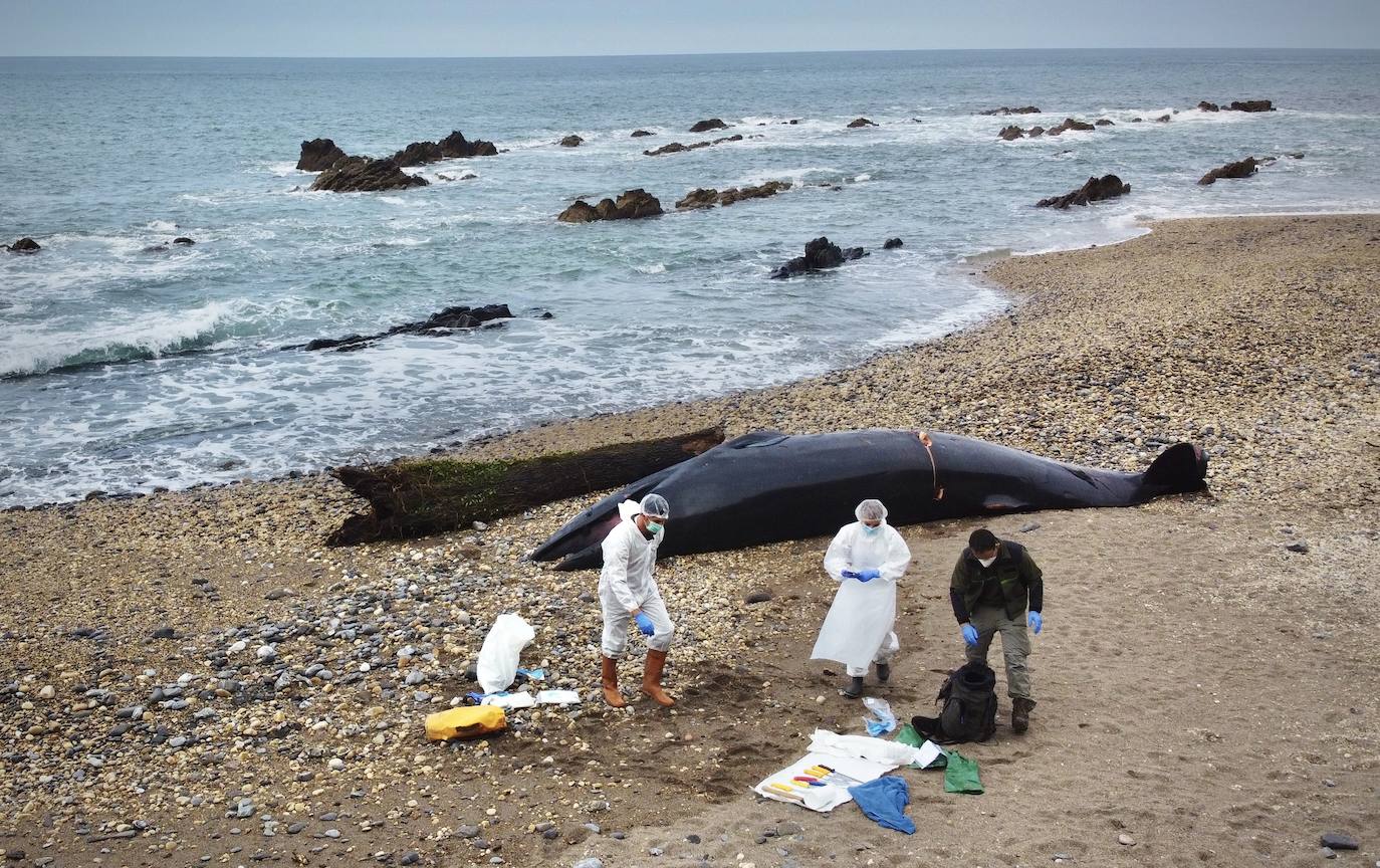 Personal del Principado ha descendido este lunes a la playa del Arra (Ribadesella) para analizar los restos del cetáceo que apareció varado en el arenal asturiano. Se trata de un rorcual norteño de 7,8 metros de longitud y dos toneladas de peso, una especie poco común en esta zona y, hasta la fecha, no hay constancia de varamientos de estos ejemplares. 