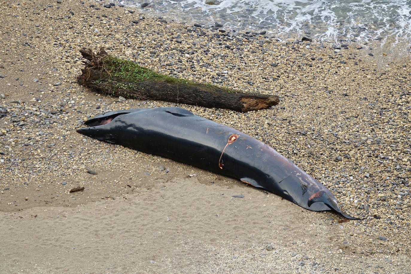 Personal del Principado ha descendido este lunes a la playa del Arra (Ribadesella) para analizar los restos del cetáceo que apareció varado en el arenal asturiano. Se trata de un rorcual norteño de 7,8 metros de longitud y dos toneladas de peso, una especie poco común en esta zona y, hasta la fecha, no hay constancia de varamientos de estos ejemplares. 