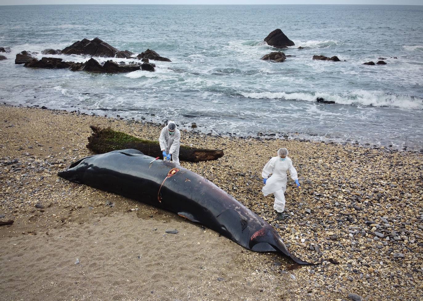 Personal del Principado ha descendido este lunes a la playa del Arra (Ribadesella) para analizar los restos del cetáceo que apareció varado en el arenal asturiano. Se trata de un rorcual norteño de 7,8 metros de longitud y dos toneladas de peso, una especie poco común en esta zona y, hasta la fecha, no hay constancia de varamientos de estos ejemplares. 