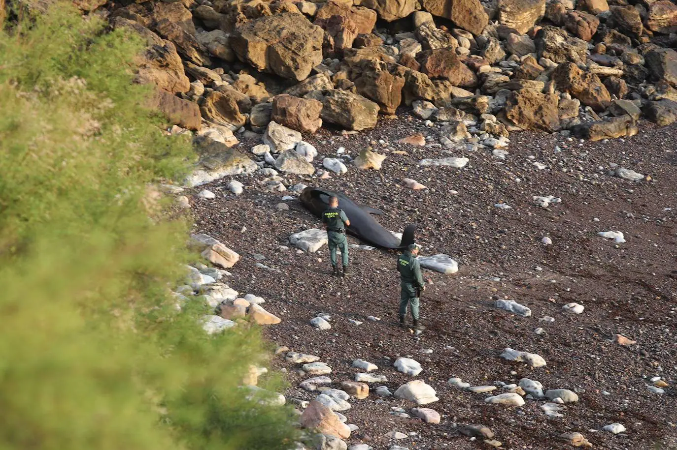 Casi veinte calderones tropicales quedaron varados el pasado lunes en cala Morís, en Carreño. Los cetáceos quedaron atrapados en la orilla sin lograr volver mar adentro a pesar del esfuerzo de vecinos y miembros del Club Delfín. Este martes los expertos han vuelto a la zona para comprobar el estado de los animales. 