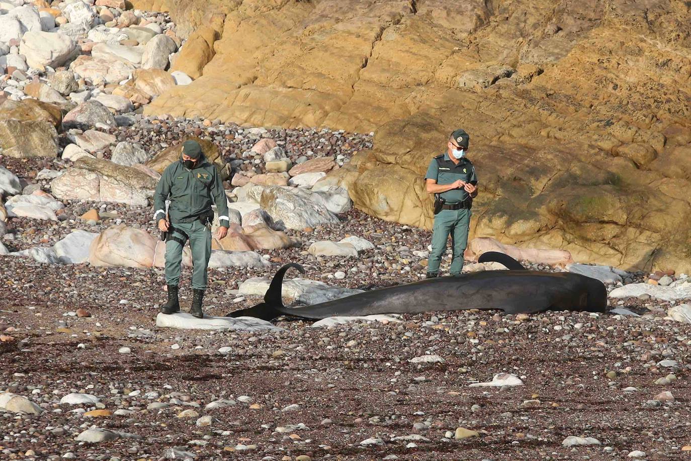 Casi veinte calderones tropicales quedaron varados el pasado lunes en cala Morís, en Carreño. Los cetáceos quedaron atrapados en la orilla sin lograr volver mar adentro a pesar del esfuerzo de vecinos y miembros del Club Delfín. Este martes los expertos han vuelto a la zona para comprobar el estado de los animales. Nueve de los calderones que quedaron varados han fallecido y el resto fueron guiados a alta mar