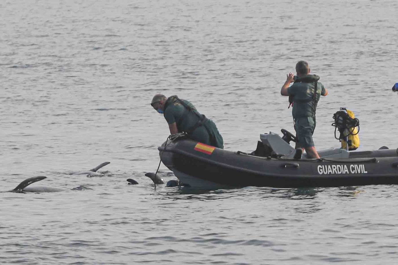 Casi veinte calderones tropicales quedaron varados el pasado lunes en cala Morís, en Carreño. Los cetáceos quedaron atrapados en la orilla sin lograr volver mar adentro a pesar del esfuerzo de vecinos y miembros del Club Delfín. Este martes los expertos han vuelto a la zona para comprobar el estado de los animales. Nueve de los calderones que quedaron varados han fallecido y el resto fueron guiados a alta mar