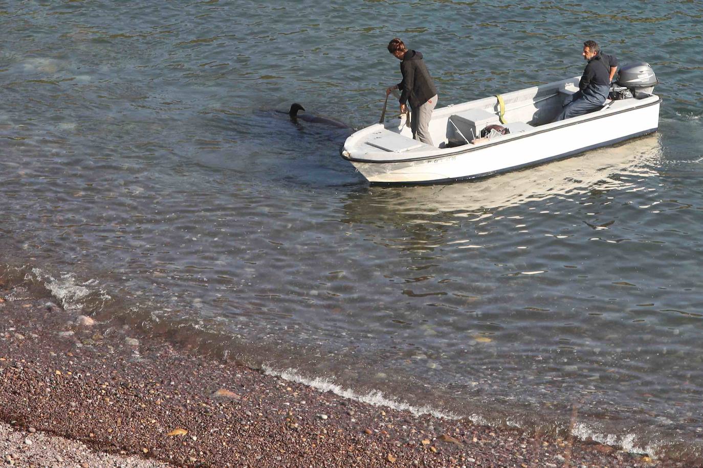 Casi veinte calderones tropicales quedaron varados el pasado lunes en cala Morís, en Carreño. Los cetáceos quedaron atrapados en la orilla sin lograr volver mar adentro a pesar del esfuerzo de vecinos y miembros del Club Delfín. Este martes los expertos han vuelto a la zona para comprobar el estado de los animales. Nueve de los calderones que quedaron varados han fallecido y el resto fueron guiados a alta mar