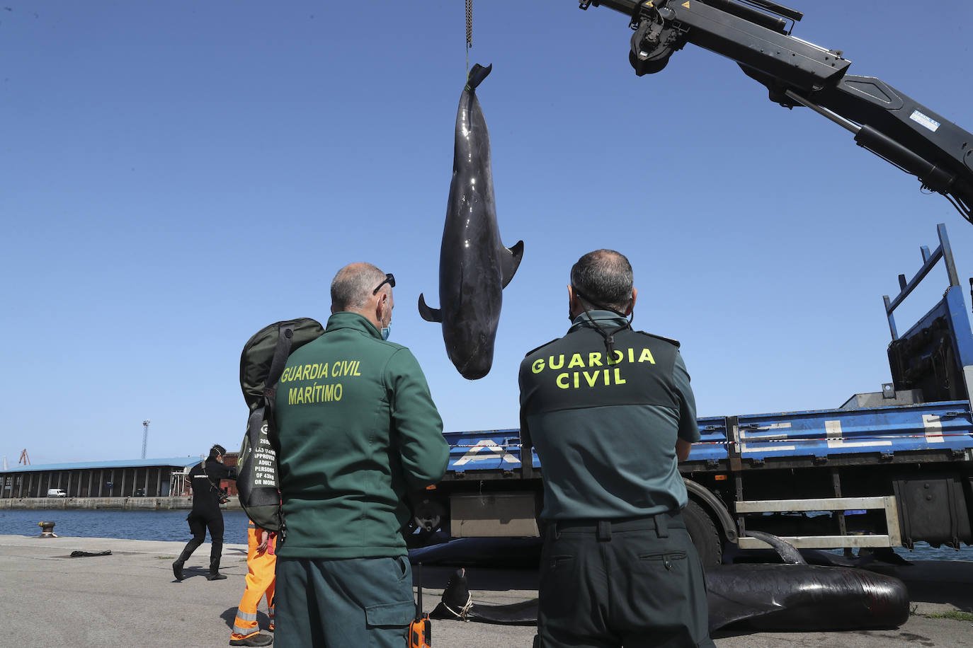 Casi veinte calderones tropicales quedaron varados el pasado lunes en cala Morís, en Carreño. Los cetáceos quedaron atrapados en la orilla sin lograr volver mar adentro a pesar del esfuerzo de vecinos y miembros del Club Delfín. Este martes los expertos han vuelto a la zona para comprobar el estado de los animales. Nueve de los calderones que quedaron varados han fallecido y el resto fueron guiados a alta mar