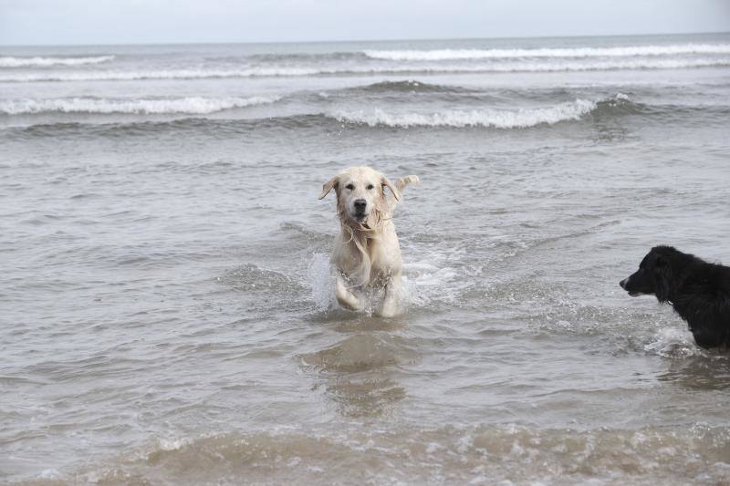 Como todos los años, el primer día de octubre supone el regreso de los perros a la playa de San Lorenzo. Los canes volvieron a disfrutar a lo grande del arenal gijonés.