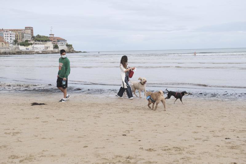 Como todos los años, el primer día de octubre supone el regreso de los perros a la playa de San Lorenzo. Los canes volvieron a disfrutar a lo grande del arenal gijonés.