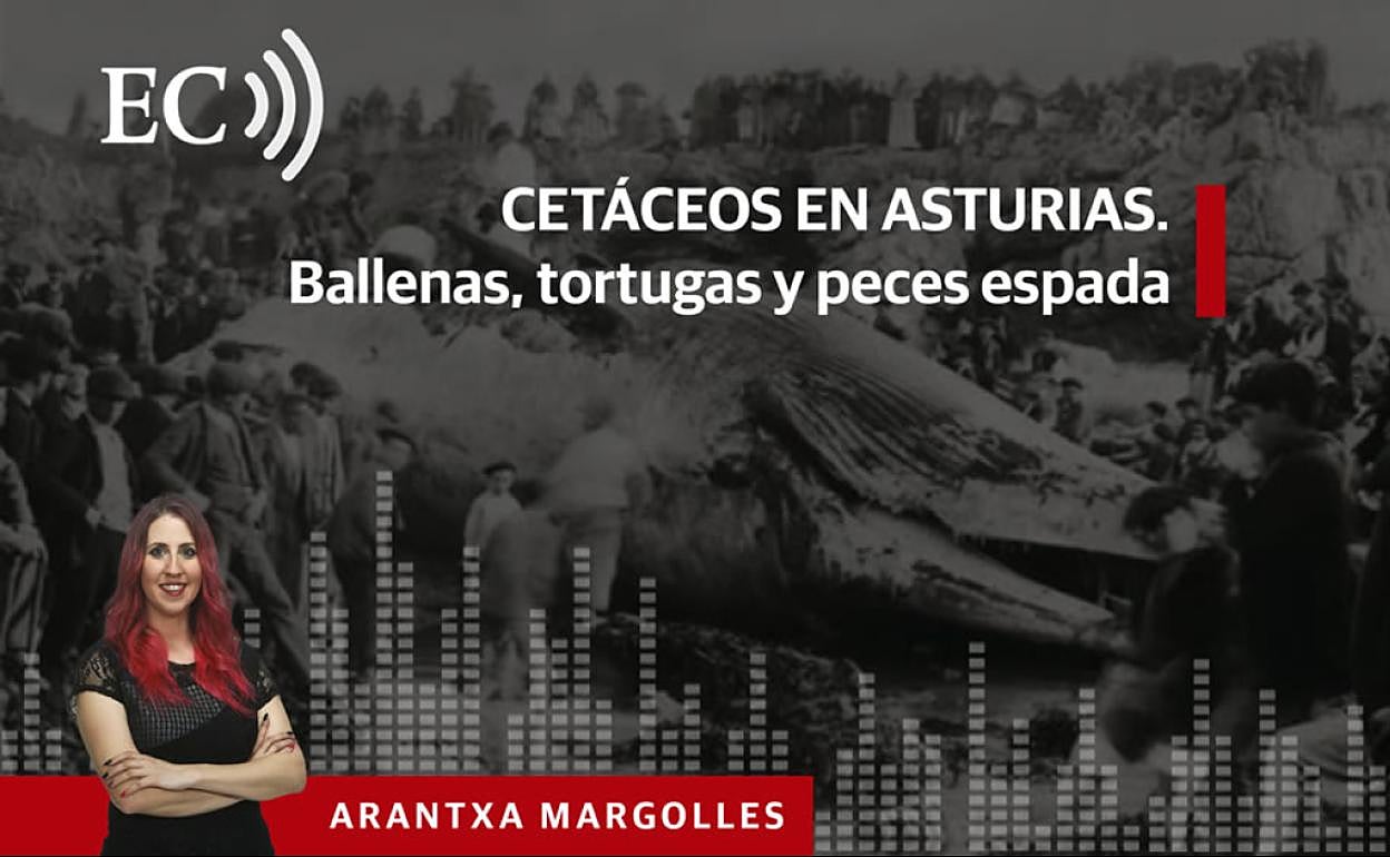 Podcast: Cetáceos en Asturias. Ballenas, tortugas y peces espada