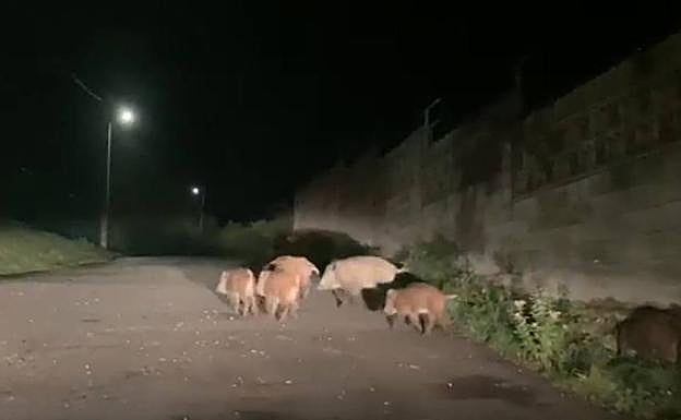 Los jabalíes, en mitad de la carretera