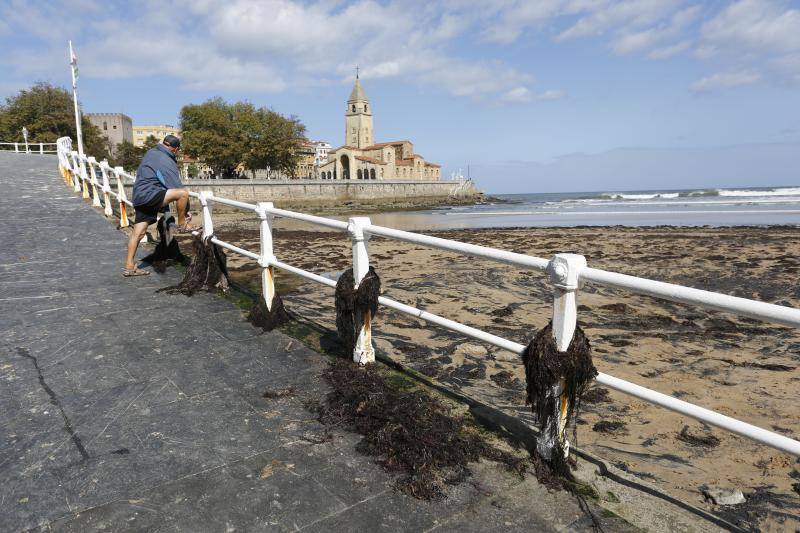 La pleamar de las 6.54 horas, de 3,83 metros, lanzó numerosas algas al paseo del Muro