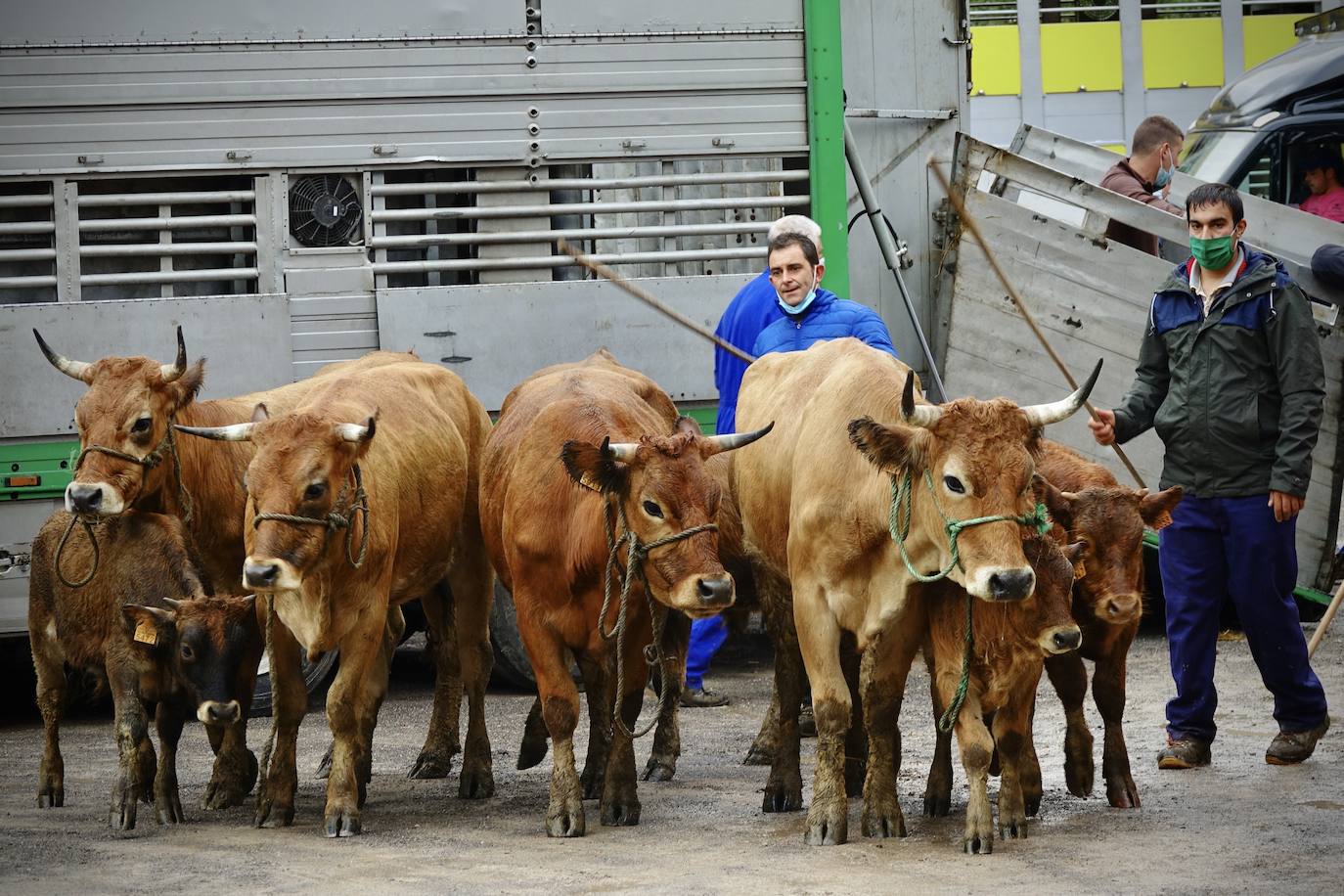 El certamen ganadero de Santa Teresa, en Infiesto, que se ha celebrado este martes, ha confirmado que la ganadería atraviesa un momento que los propios profesionales definen como «triste», con ventas a la baja y precios «por los suelos». Al recinto ferial, ubicado en la antigua piscifactoría de la capital piloñesa, llegaron mil reses –principalmente de vacuno– en busca de compradores, procedentes tanto de Asturias como de otras comunidades del norte. Pero la falta de público —a causa de la pandemia de coronavirus— restó emoción a una jornada pasada además por agua. 