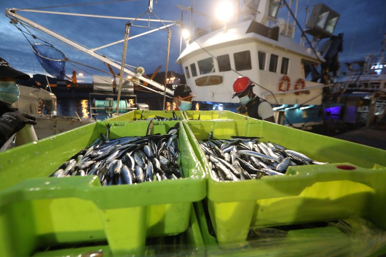 Descarga de bocarte en el muelle pesquero el pasado mes de septiembre. 