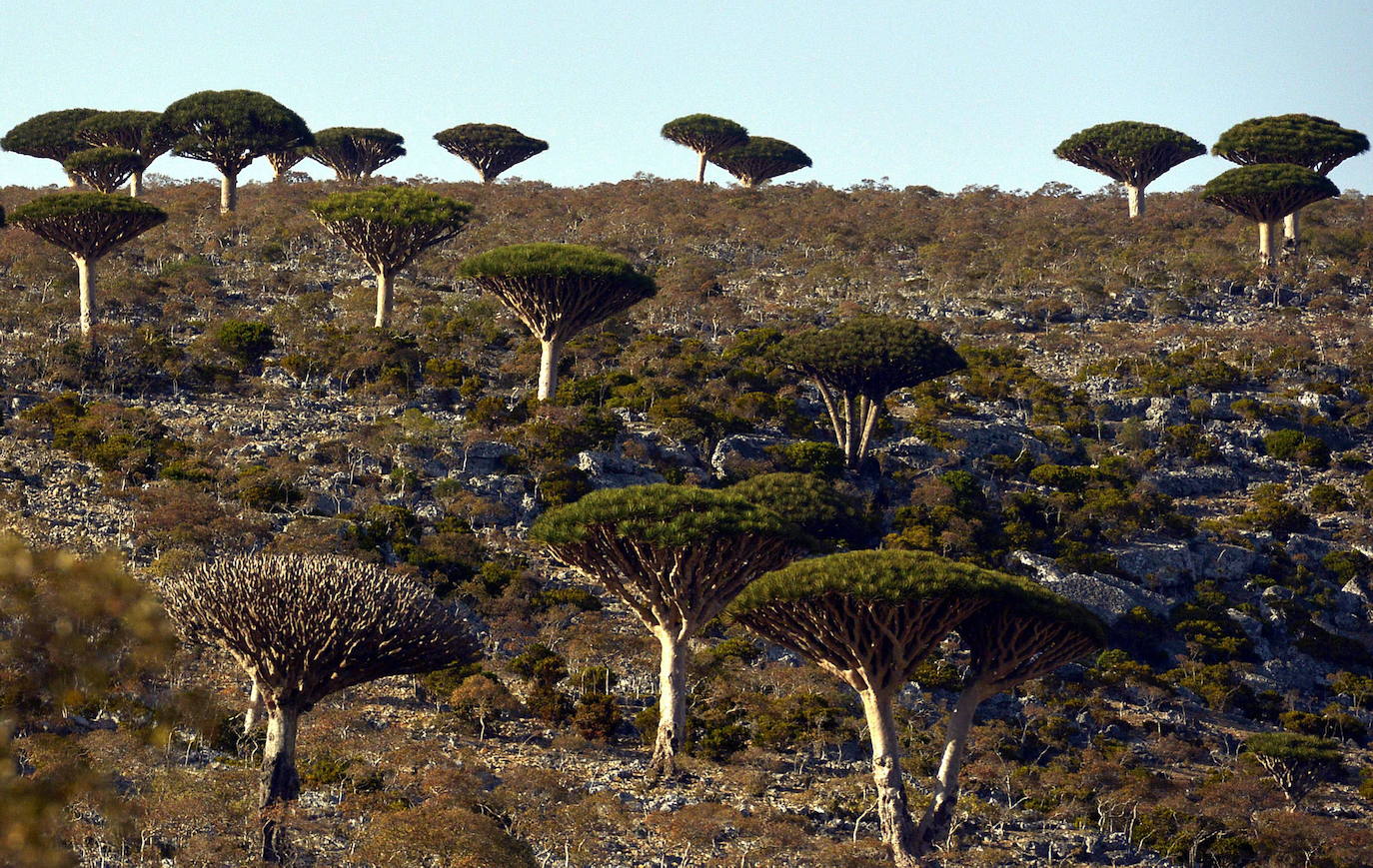 Socotra (Yemen) | Esta isla tiene fama de estar encantada a causa de su vegetación propia de un sueño y de animales que parecen irreales. Tanto que cuenta con 700 especies únicas en el mundo y es Patrimonio de la Humanidad de la Unesco desde el año 2008. Sin embargo, este supuesto "encantamiento" se debe al aislamiento geográfico del lugar. 