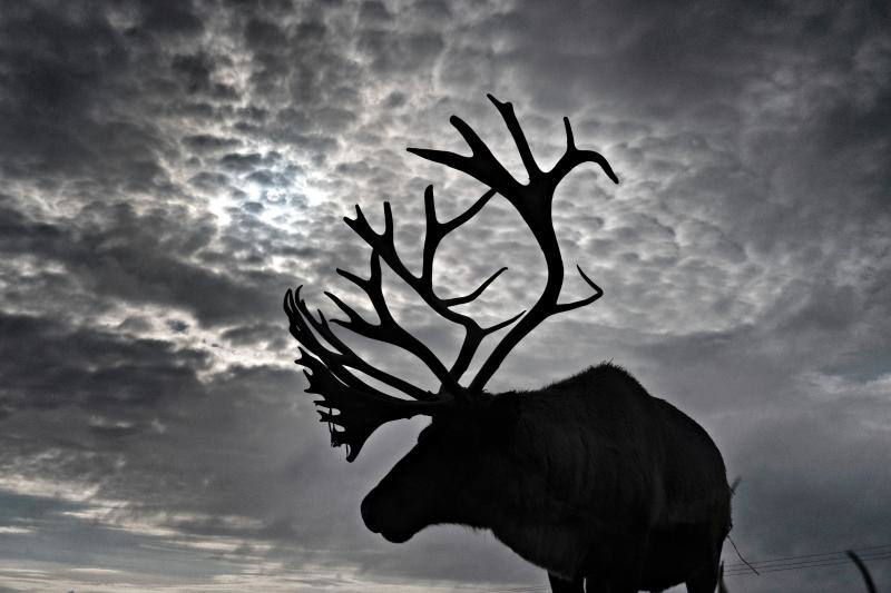 Un ciervo se para en un campo durante el amanecer, en Cold Hesledon, Inglaterra 