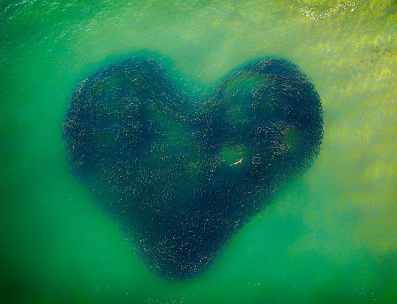 Love Heart of Nature del fotógrafo australiano Jim Picôt es el ganador absoluto de la edición 2020 del Drone Photo Awards. Esta edición estuvo marcada por la pandemia y las consecuencias generadas por el coronavirus. En esta imagen, el autor inmortaliza un banco de salmones en Australia, formando un corazón con un tiburón nadando en su interior.