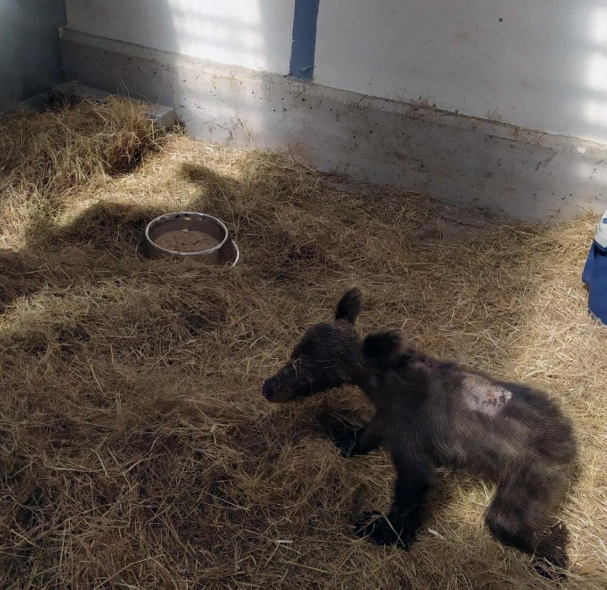 La cría abandonada en Somiedo, en agosto, cuando fue localizada con heridas, deshidratada y muy débil. 