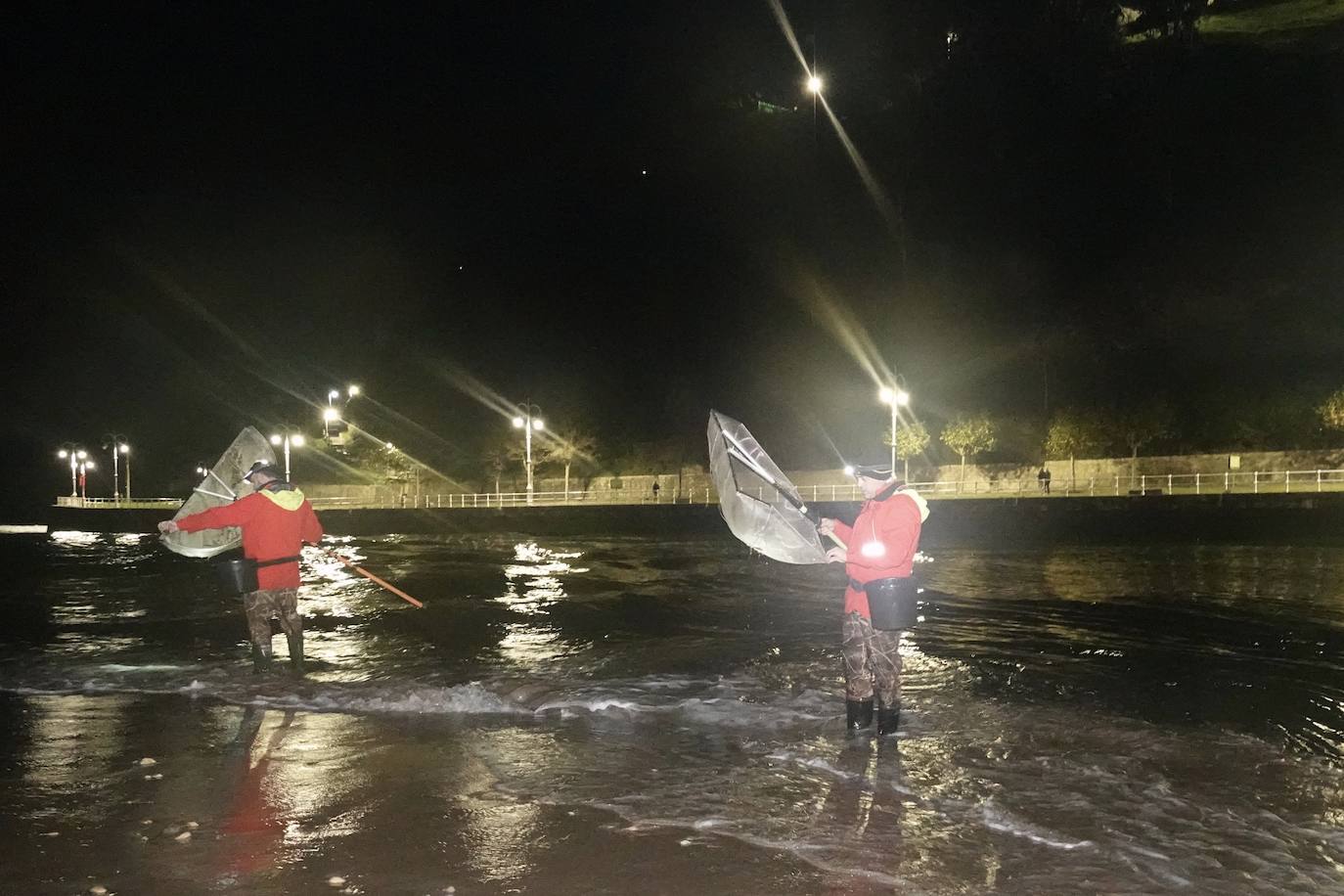 Este domingo dio comienzo la campaña de angula en Ribadesella. En el sector hay mucha preocupación por los bajos precios que puede alcanzar ante las continuas amenazas de confinamiento y la situación de la hostelería.