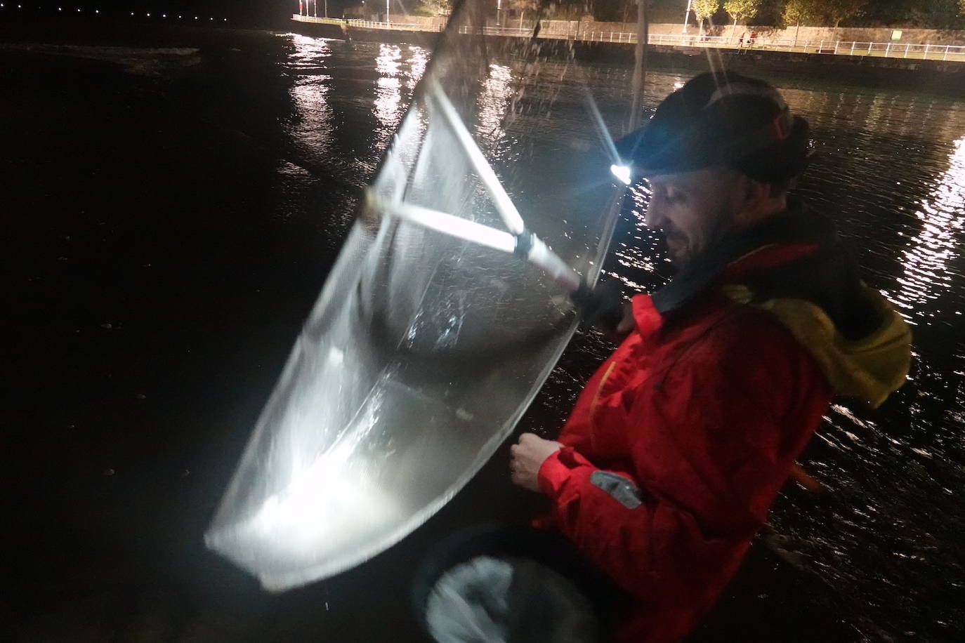 Este domingo dio comienzo la campaña de angula en Ribadesella. En el sector hay mucha preocupación por los bajos precios que puede alcanzar ante las continuas amenazas de confinamiento y la situación de la hostelería.