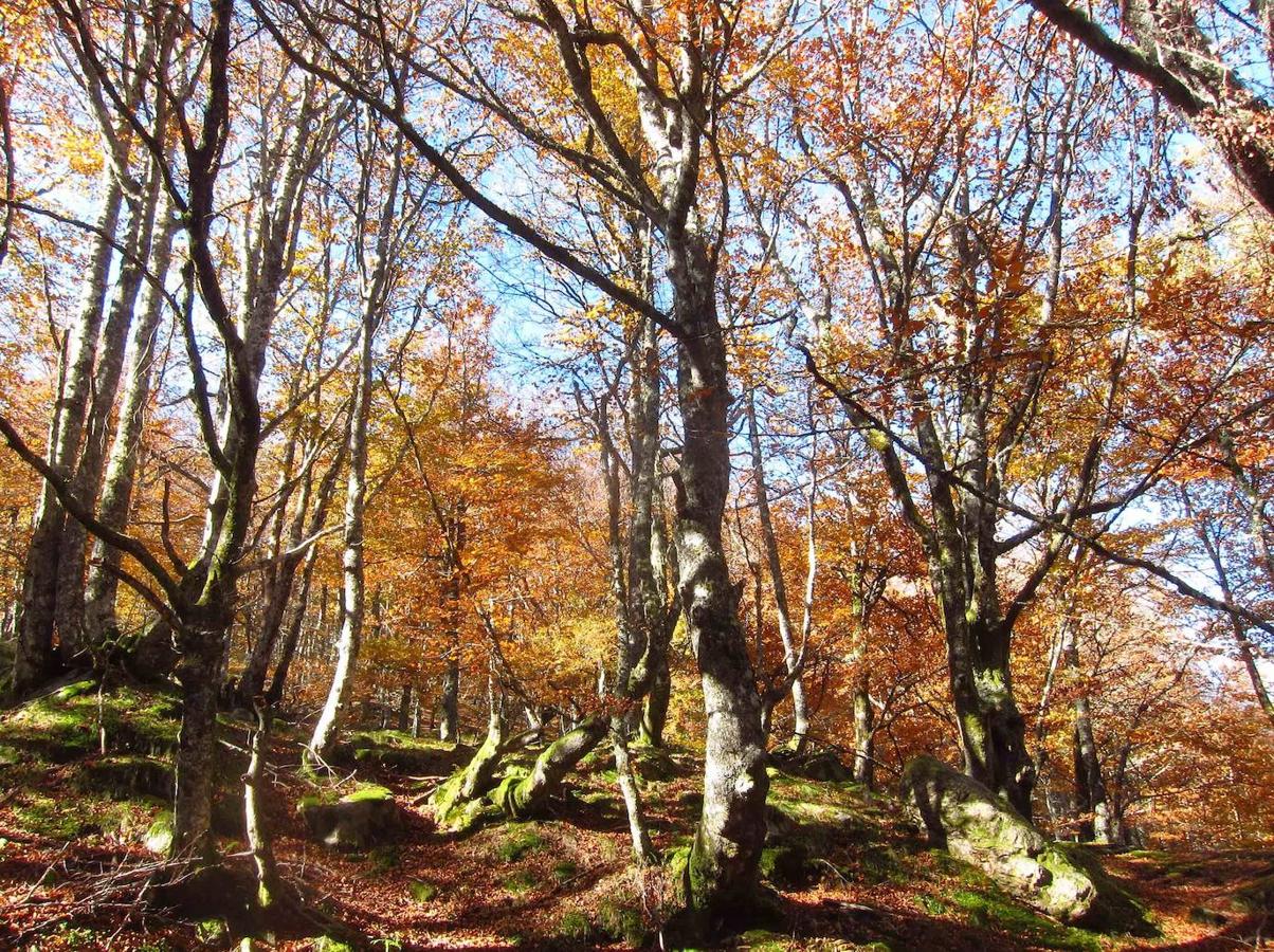 Fotos: Paseo otoñal hasta los corros de la Braña de las Cadenas
