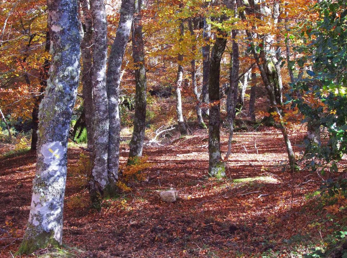 Fotos: Paseo otoñal hasta los corros de la Braña de las Cadenas