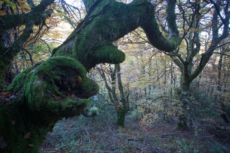 La sierra de Os Ancares, al este de la provincia de Lugo, en la frontera con las comunidades de Asturias y Castilla y León, se distribuye a lo largo de más de 50.000 hectáreas. Con una infinita red de senderos cruza profundos valles y asciende hasta cumbres de 2.000 metros de altura. En otoño el manto vegetal adquiere tonos rojizos. En invierno, esta zona permanece cubierta por la nieve, algo que cambia con la llegada de la primavera, cuando las aguas del deshielo fluyen desde las cumbres hasta las zonas bajas, formando numerosos riachuelos y pequeñas cascadas. 