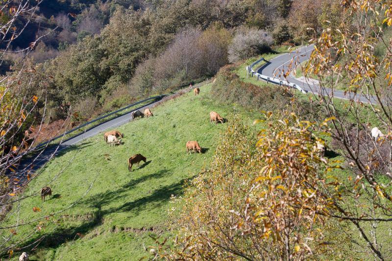 La sierra de Os Ancares, al este de la provincia de Lugo, en la frontera con las comunidades de Asturias y Castilla y León, se distribuye a lo largo de más de 50.000 hectáreas. Con una infinita red de senderos cruza profundos valles y asciende hasta cumbres de 2.000 metros de altura. En otoño el manto vegetal adquiere tonos rojizos. En invierno, esta zona permanece cubierta por la nieve, algo que cambia con la llegada de la primavera, cuando las aguas del deshielo fluyen desde las cumbres hasta las zonas bajas, formando numerosos riachuelos y pequeñas cascadas. 