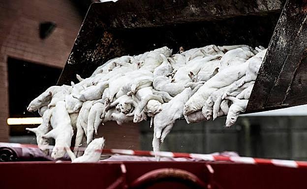 La OMS pide «esperar» para sacar conclusiones sobre la mutación de la covid-19 en Dinamarca