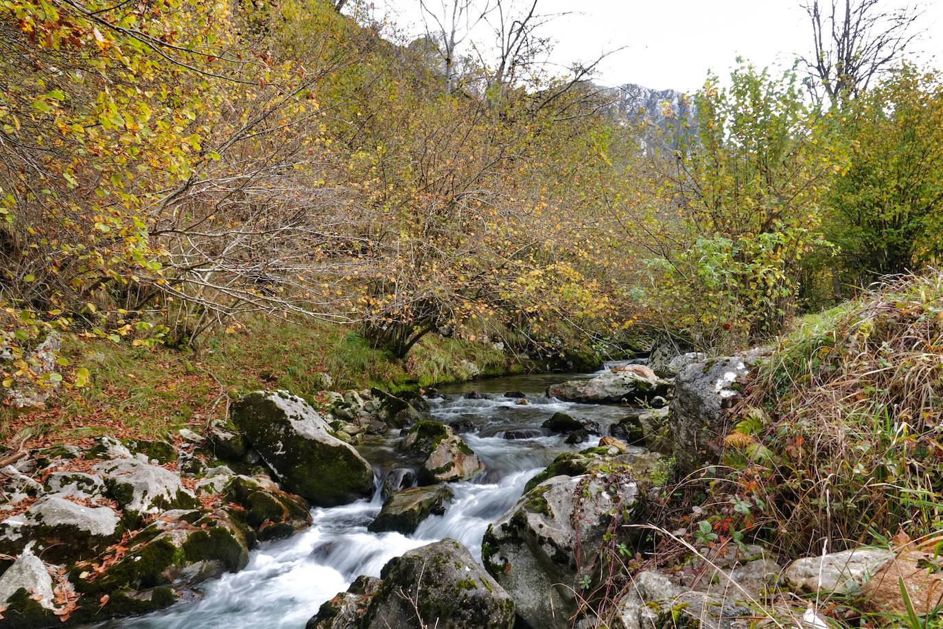 Los colores del otoño, e incluso el blanco de la nieve, ya han teñido los rincones de los Picos de Europa, uno de los lugares más imponentes de Asturias. En este espacio encontraremos las cumbres más altas de la Cordillera Cantábrica como la más emblemática: el Picu Urriellu o Naranjo de Bulnes con sus 2.519 metros de altitud. Un total de 67.127 hectáreas que conforman una de las mejores reservas mundiales de los ecosistemas ligados al bosque atlántico.