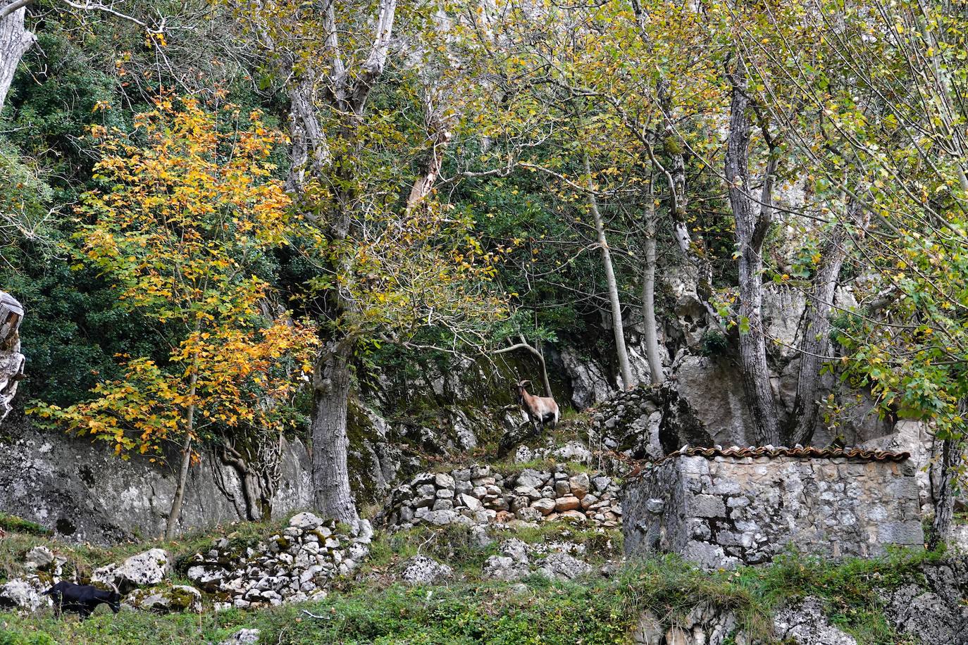 Los colores del otoño, e incluso el blanco de la nieve, ya han teñido los rincones de los Picos de Europa, uno de los lugares más imponentes de Asturias. En este espacio encontraremos las cumbres más altas de la Cordillera Cantábrica como la más emblemática: el Picu Urriellu o Naranjo de Bulnes con sus 2.519 metros de altitud. Un total de 67.127 hectáreas que conforman una de las mejores reservas mundiales de los ecosistemas ligados al bosque atlántico.