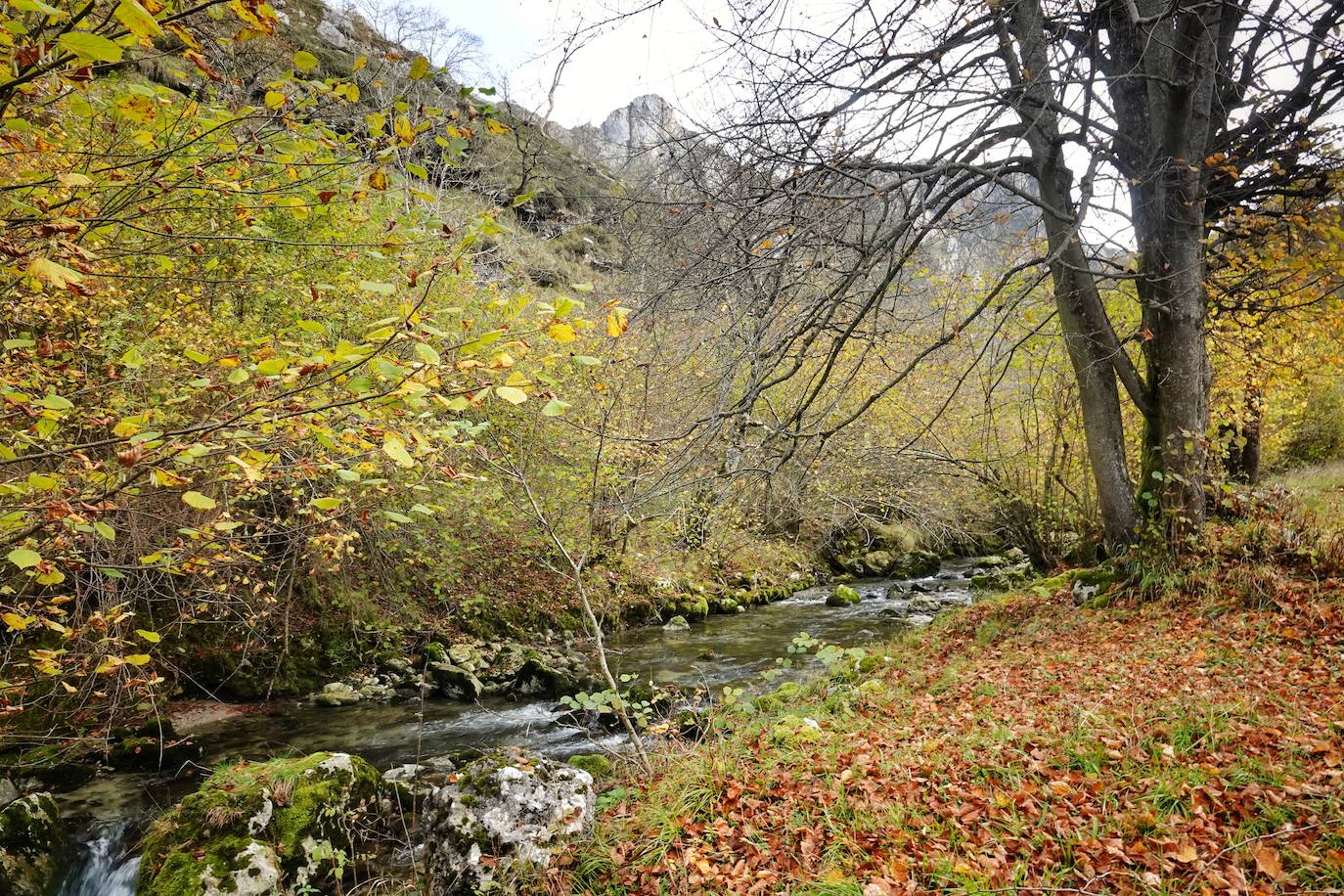 Los colores del otoño, e incluso el blanco de la nieve, ya han teñido los rincones de los Picos de Europa, uno de los lugares más imponentes de Asturias. En este espacio encontraremos las cumbres más altas de la Cordillera Cantábrica como la más emblemática: el Picu Urriellu o Naranjo de Bulnes con sus 2.519 metros de altitud. Un total de 67.127 hectáreas que conforman una de las mejores reservas mundiales de los ecosistemas ligados al bosque atlántico.