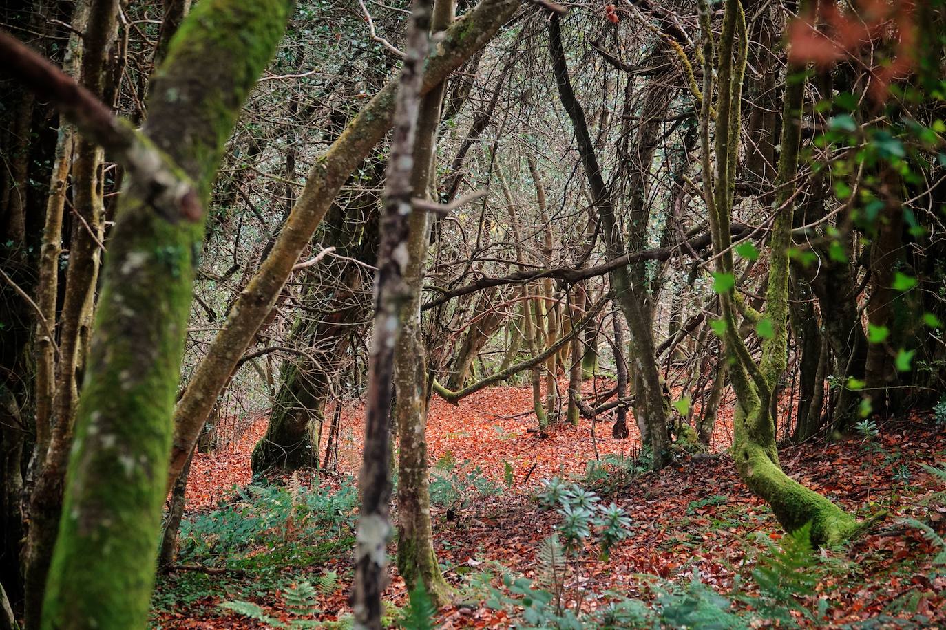 Los colores del otoño, e incluso el blanco de la nieve, ya han teñido los rincones de los Picos de Europa, uno de los lugares más imponentes de Asturias. En este espacio encontraremos las cumbres más altas de la Cordillera Cantábrica como la más emblemática: el Picu Urriellu o Naranjo de Bulnes con sus 2.519 metros de altitud. Un total de 67.127 hectáreas que conforman una de las mejores reservas mundiales de los ecosistemas ligados al bosque atlántico.