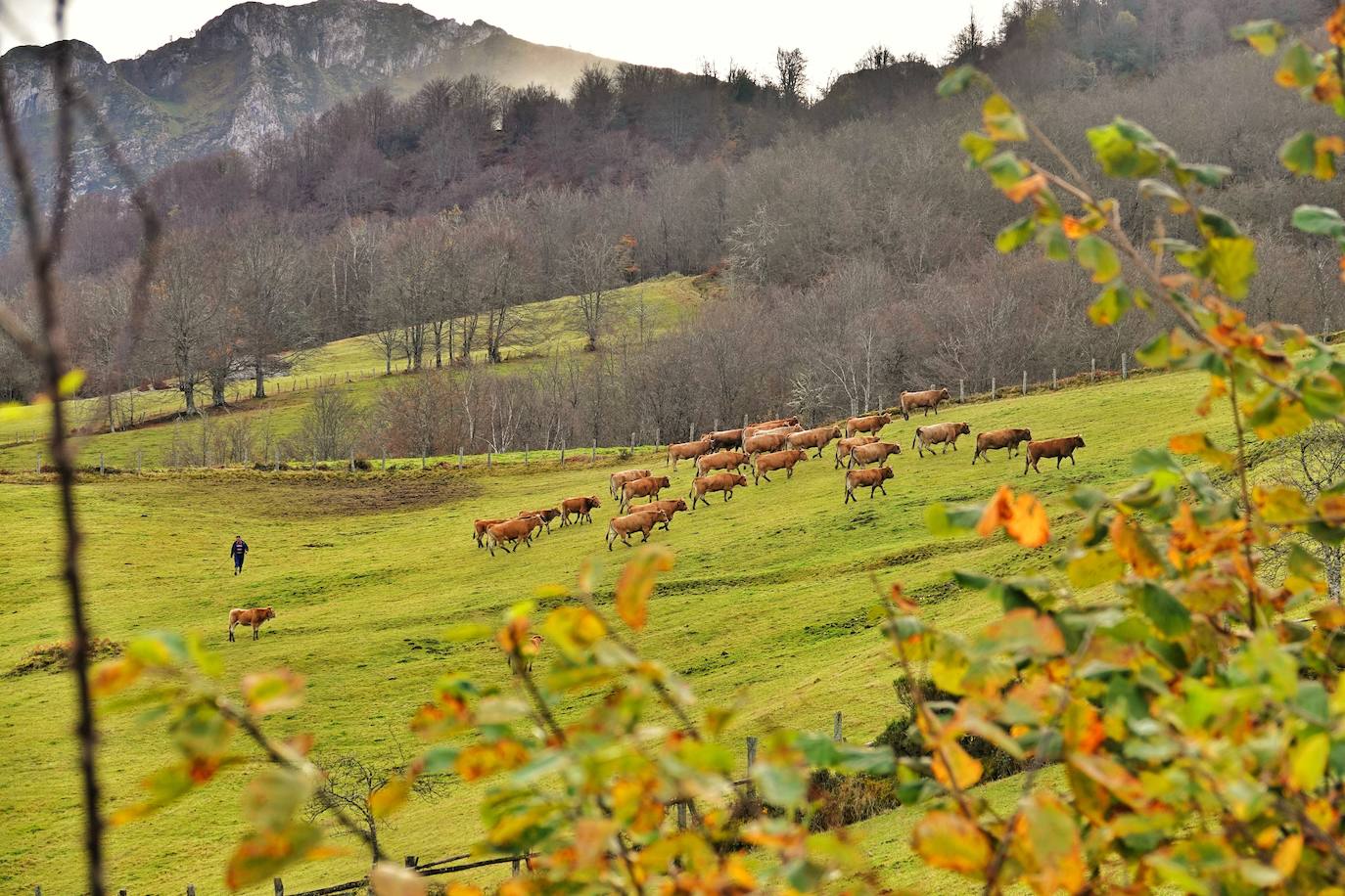 Los colores del otoño, e incluso el blanco de la nieve, ya han teñido los rincones de los Picos de Europa, uno de los lugares más imponentes de Asturias. En este espacio encontraremos las cumbres más altas de la Cordillera Cantábrica como la más emblemática: el Picu Urriellu o Naranjo de Bulnes con sus 2.519 metros de altitud. Un total de 67.127 hectáreas que conforman una de las mejores reservas mundiales de los ecosistemas ligados al bosque atlántico.