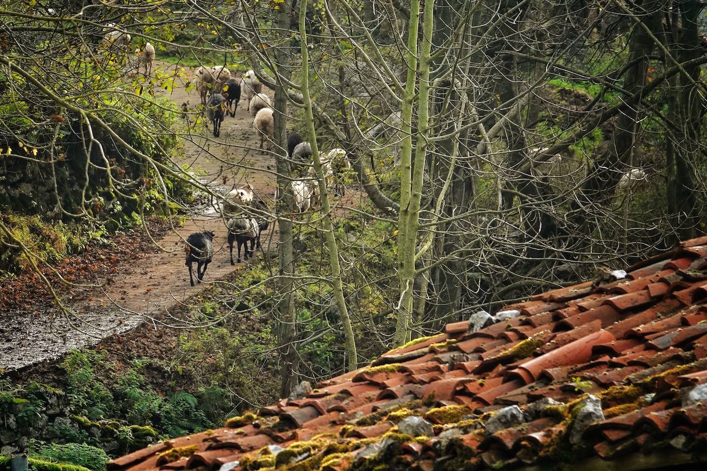 El ocre y el dorado del otoño tiñen los rincones del Principado que luce sus mejores galas también en esta estación.