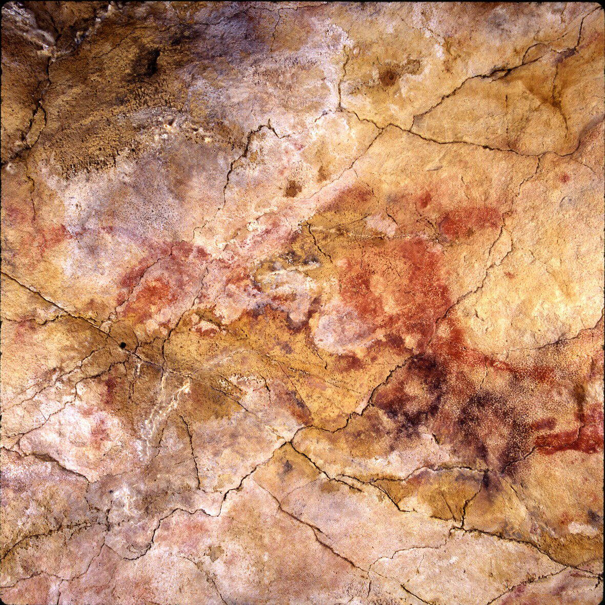 La presencia de los fósiles se documenta en algunos de los principales yacimientos arqueológicos de Iberia desde el Paleolítico, como el de Altamira