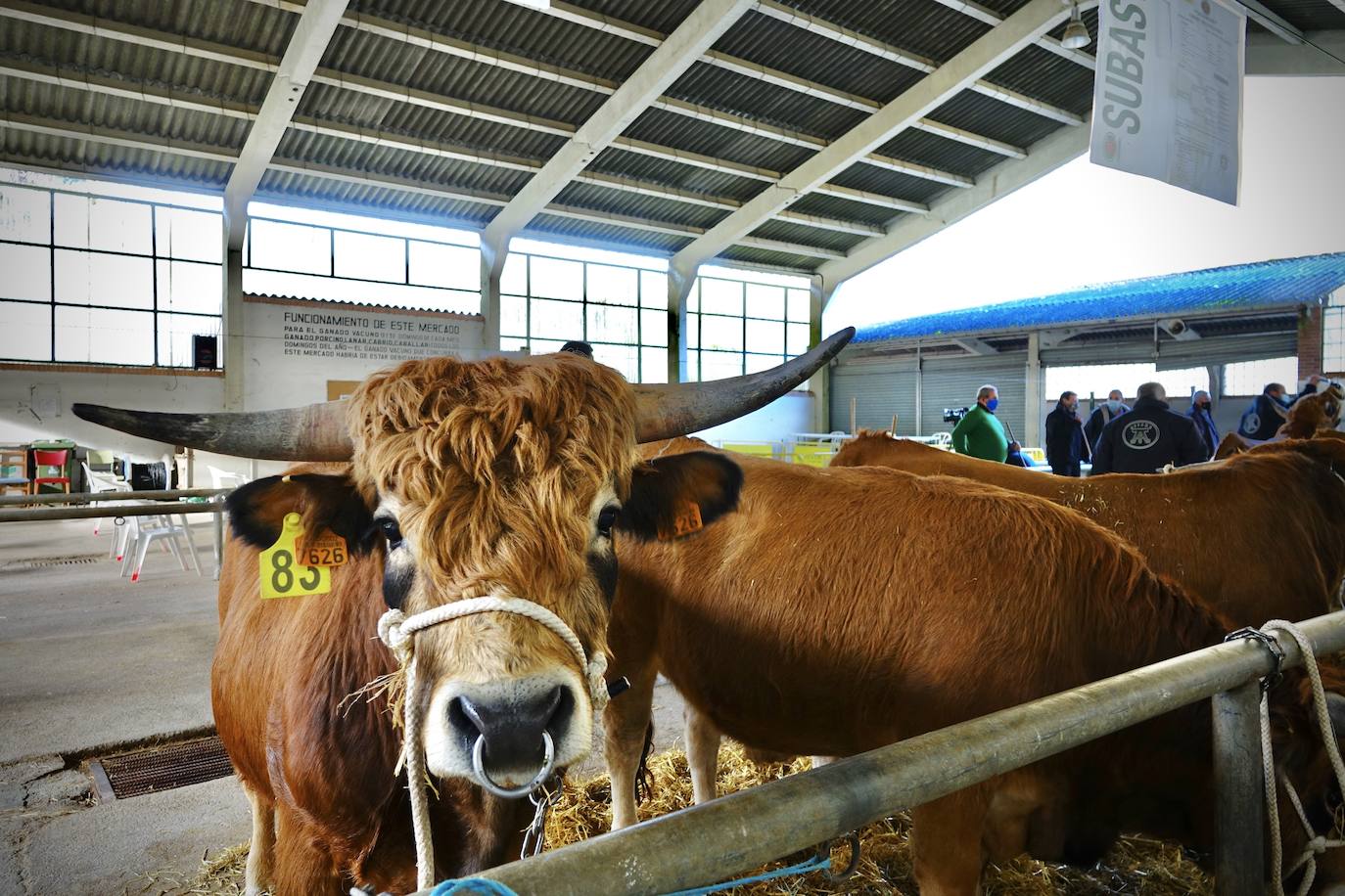 'Babiano', llegado desde León, fue el ejemplar más cotizado y finalmente se lo llevó a Llueves el ganadero cangués Máximo Sánchez por 1.950 euros