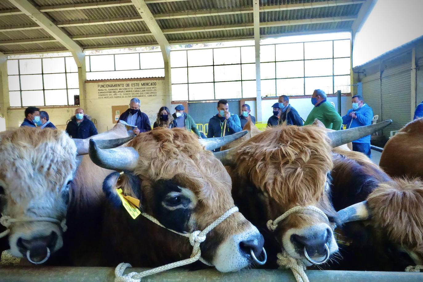 'Babiano', llegado desde León, fue el ejemplar más cotizado y finalmente se lo llevó a Llueves el ganadero cangués Máximo Sánchez por 1.950 euros