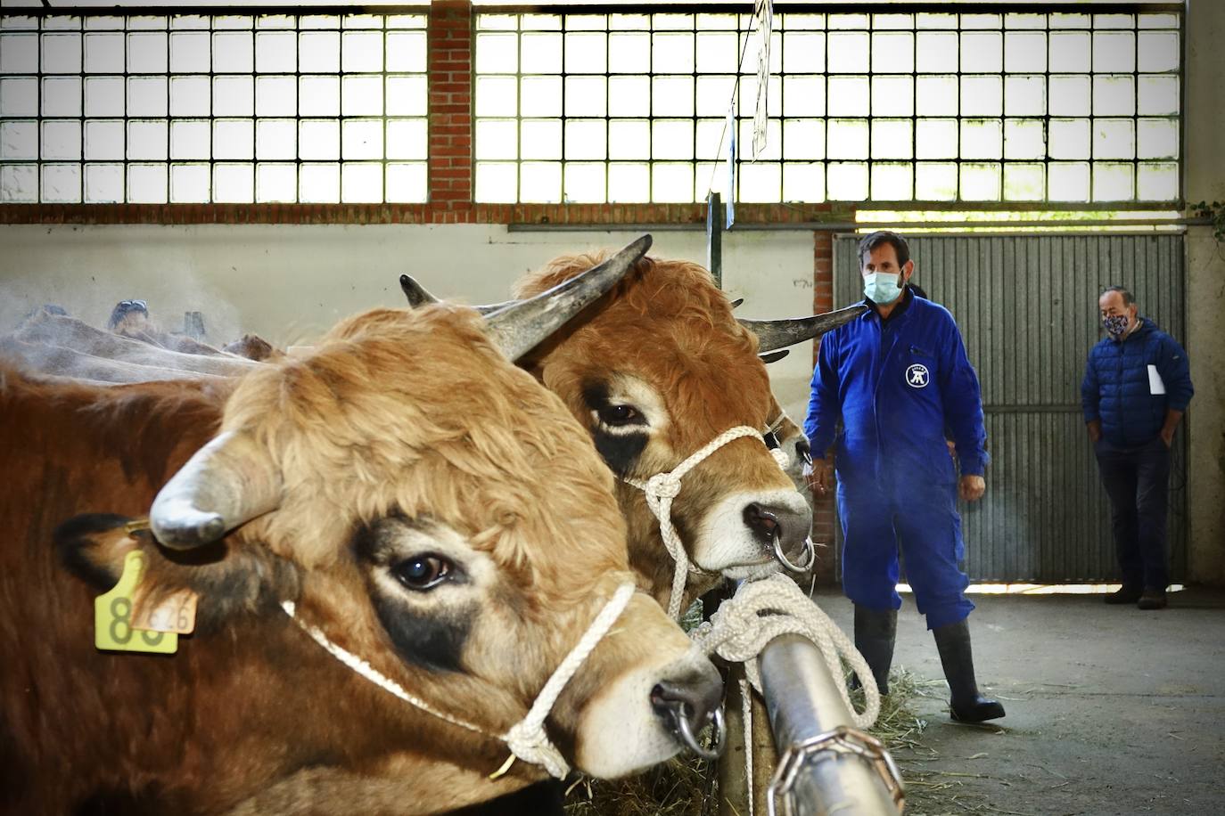 'Babiano', llegado desde León, fue el ejemplar más cotizado y finalmente se lo llevó a Llueves el ganadero cangués Máximo Sánchez por 1.950 euros