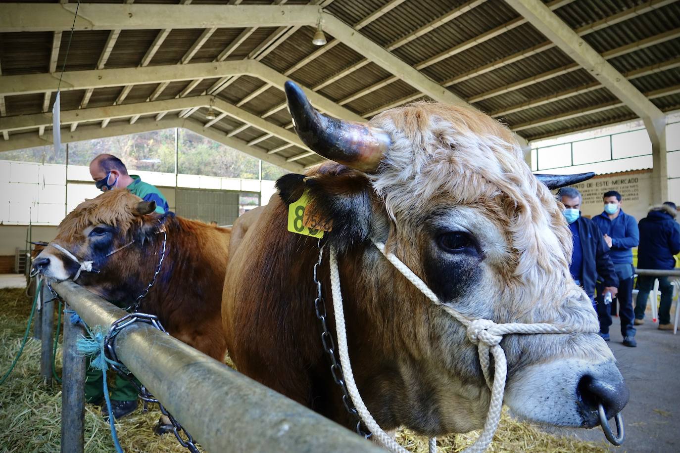 'Babiano', llegado desde León, fue el ejemplar más cotizado y finalmente se lo llevó a Llueves el ganadero cangués Máximo Sánchez por 1.950 euros