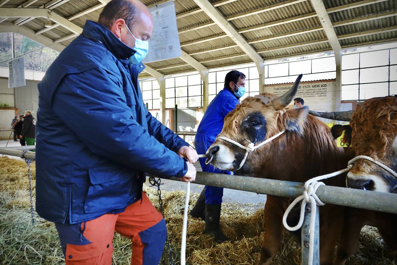 'Babiano', llegado desde León, fue el ejemplar más cotizado y finalmente se lo llevó a Llueves el ganadero cangués Máximo Sánchez por 1.950 euros