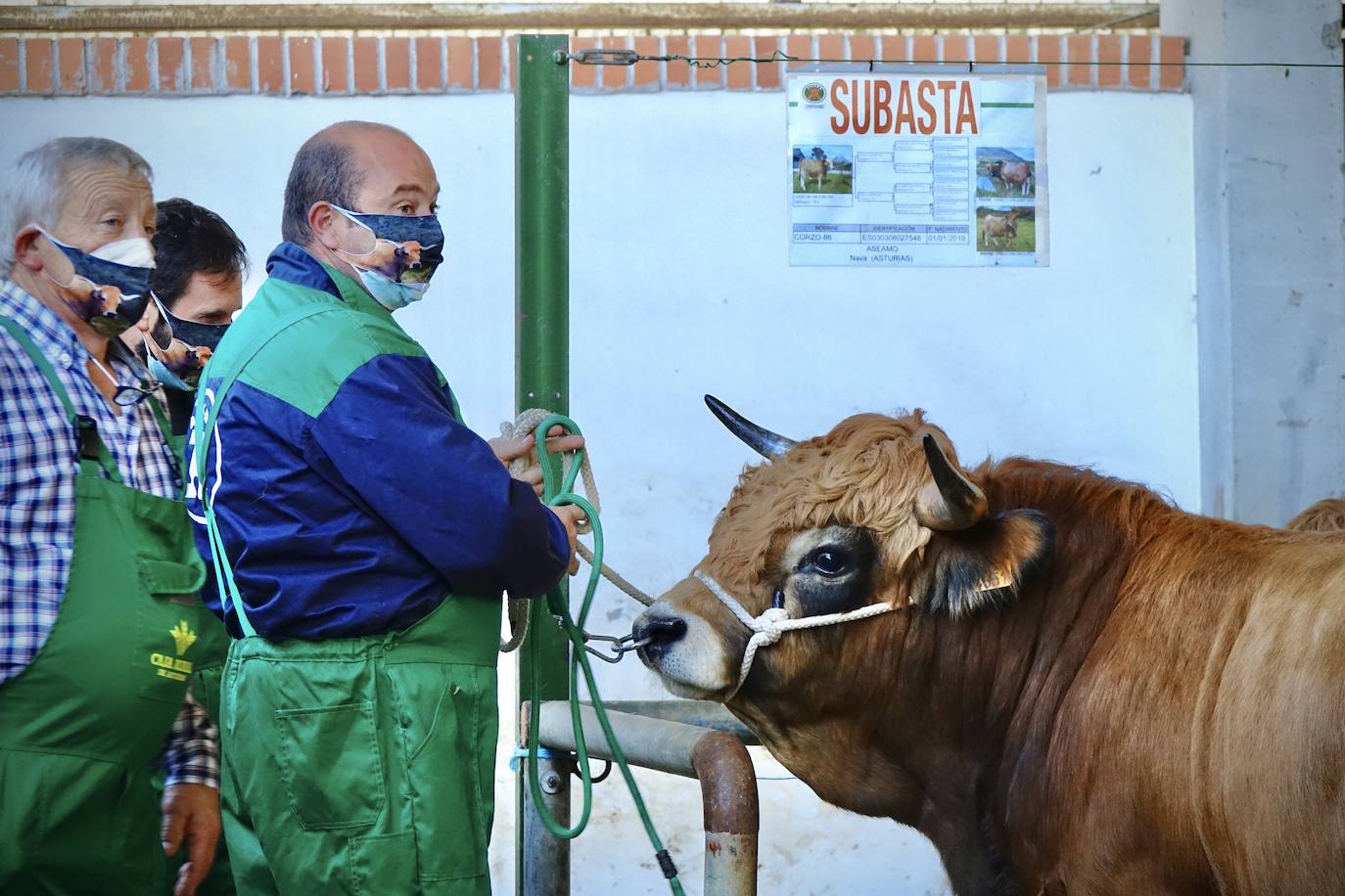 'Babiano', llegado desde León, fue el ejemplar más cotizado y finalmente se lo llevó a Llueves el ganadero cangués Máximo Sánchez por 1.950 euros