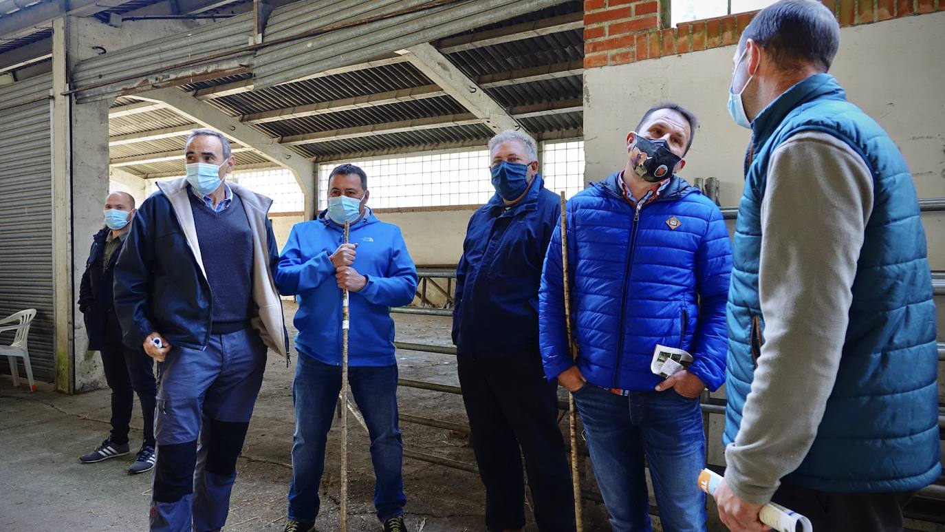 'Babiano', llegado desde León, fue el ejemplar más cotizado y finalmente se lo llevó a Llueves el ganadero cangués Máximo Sánchez por 1.950 euros