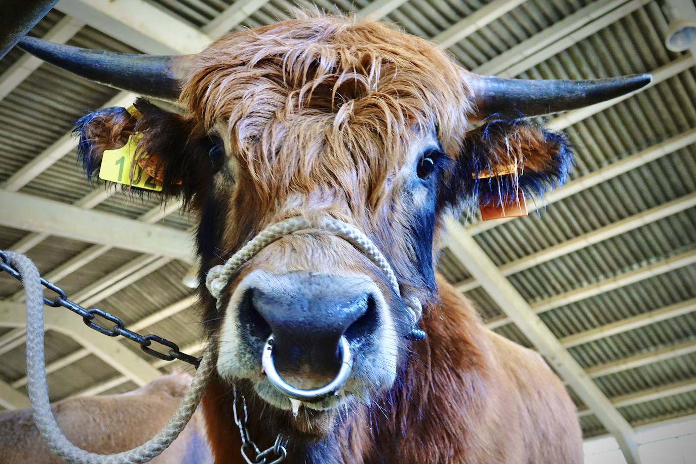 'Babiano', llegado desde León, fue el ejemplar más cotizado y finalmente se lo llevó a Llueves el ganadero cangués Máximo Sánchez por 1.950 euros
