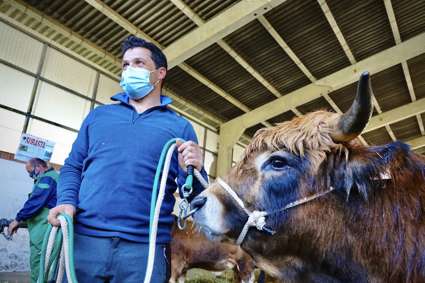 'Babiano', llegado desde León, fue el ejemplar más cotizado y finalmente se lo llevó a Llueves el ganadero cangués Máximo Sánchez por 1.950 euros